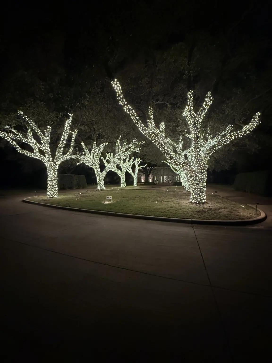 Estate Driveway Tree-Wrapping Display | Elf's Christmas Lights Angled driveway view of mature trees wrapped with thousands of warm-white Christmas lights