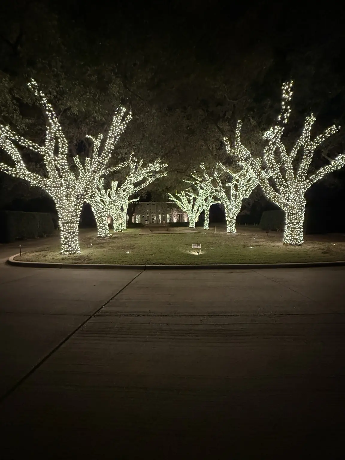 Estate Entrance Tree-Wrapping Front View | Elf's Christmas Lights Front view of multiple mature estate trees densely wrapped in warm-white Christmas lights