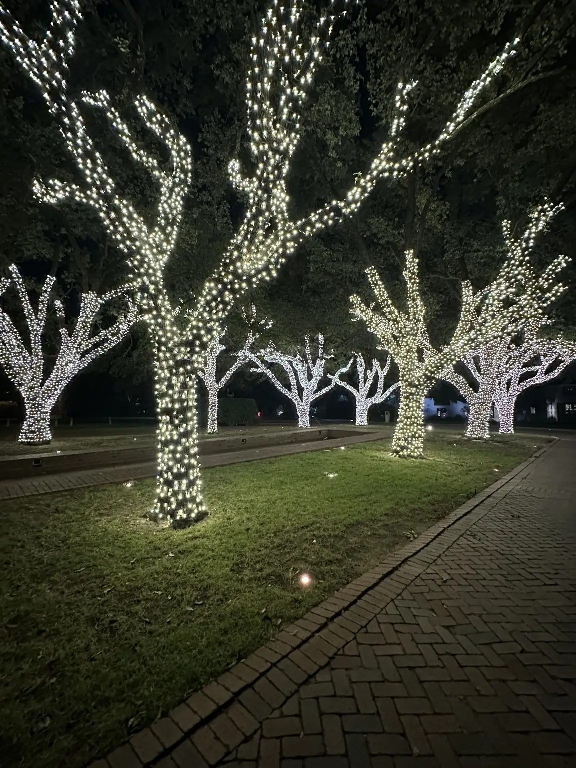 Estate Tree-Lighting Display | Elf's Christmas Lights Vertical view through an estate grove of professionally wrapped Christmas light trees