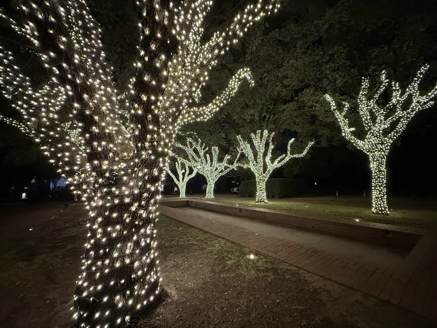 Spring Valley Professional Tree-Wrapping | Elf's Christmas Lights Professionally wrapped mature trees illuminating an estate walkway near Spring Valley and US-75