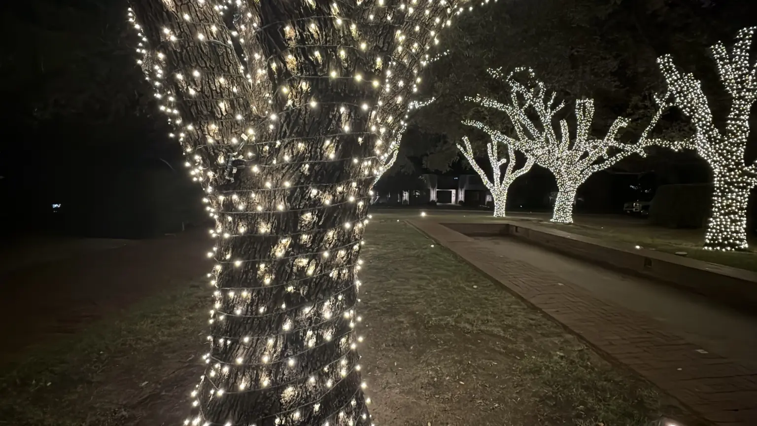 Warm-White Tree-Wrapping Detail | Elf's Christmas Lights Close-up of evenly spaced warm-white Christmas lights wrapped around a mature tree trunk